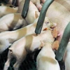Trang trại nuôi lợn tại Ploneour-Lanvern, miền tây nước Pháp. (Nguồn: AFP/TTXVN)