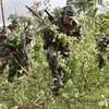 Chiến dịch triệt phá cây coca tại Bolivia. Ảnh minh họa. (Nguồn: AFP/TTXVN)