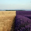 Cánh đồng lúa chín vàng đặt cạnh cánh đồng lavender tím ngắt. (Nguồn: boredpanda.com)