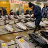 Các lái buôn chọn mua cá ngừ tại phiên chợ cá Tsukiji. (Nguồn: AFP/TTXVN)