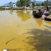 Nước màu vàng lạ xuất hiện nhiều nhất ở xã Lộc Vĩnh, gần cảng Chân Mây-Lăng Cô. (Ảnh: Quốc Việt/TTXVN)