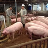 Một trang trại chăn nuôi lợn tại huyện Sóc Sơn. (Ảnh: Phương Anh/TTXVN)