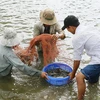 Thu hoạch tôm nuôi. (Ảnh minh họa: Chanh Đa/TTXVN)