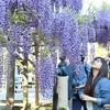 Mỗi độ ​Xuân về, trên khắp đất nước Nhật Bản bừng lên sức sống với nhiều loài hoa tuyệt đẹp nở rộ khắp nơi. (Ảnh: Nguyễn Tuyến/Vietnam+)
