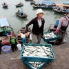Ngư dân huyện đảo Cát Hải đang chuyển cá từ tàu đánh bắt lên bờ tại cảng cá Cát Bà. (Ảnh: Huy Hùng/TTXVN)