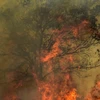 Cháy rừng dữ dội tại Vale da Ponte, Pedrogao Grande (Bồ Đào Nha) ngày 20/6. (Nguồn: AFP/TTXVN)
