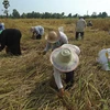 Nông dân gặt lúa trên cánh đồng ở Takbai, tỉnh Narathiwat, miền nam Thái Lan ngày 17/3. (Nguồn: AFP/TTXVN)