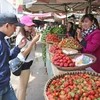 Du khách chọn mua dâu tây tại chợ Đà Lạt. (Ảnh: Nguyễn Dũng/TTXVN)