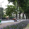 Hàng cây xà cừ trên đường Kim Mã. (Ảnh: Minh Quyết/TTXVN)