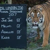 Hổ Sumatra tại vườn thú ở London, Anh ngày 3/1. (Nguồn: AFP/TTXVN)