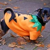 [Photo] Những chú chó đáng yêu trong trang phục Halloween