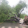 Một cây cổ thụ bị đổ ngã, bịt kín một tuyến đường của thành phố Nha Trang. (Ảnh: Tiên Minh/TTXVN)