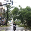 Nhiều cây cố bị đổ do bão số 12 gây ra tại thành phố Nha Trang. (Ảnh: Phan Sáu/TTXVN)
