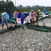 Người dân Thừa Thiên-Huế vớt cá chết do mưa lũ mang đi tiêu hủy. (Ảnh: Hồ Cầu/TTXVN)