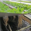 Với phương pháp khí canh, rau được trồng trên giàn cao lơ lửng trong không khí. (Ảnh: Nguyễn Dũng/TTXVN)