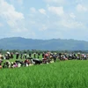 Người Rohingya chạy trốn xung đột từ Rakhine tới khu vực Palongkhali gần Ukhia, Bangladesh ngày 16/10/2017. (Nguồn: AFP/TTXVN)