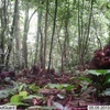 Khỉ mặt đỏ có tên khoa học Macaca arctoides chụp được qua bẫy ảnh ở rừng Động Châu-Khe Nước Trong. (Ảnh: Mạnh Thành/TTXVN)