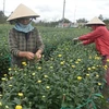 Bà con nông dân Đà Nẵng tích cực chăm sóc hoa, cây cảnh để phục vụ thị trường Tết Nguyên đán. (Ảnh: Đinh Văn Nhiều/TTXVN)