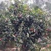 Lần đầu tiên phát hiện cây trà hoa đỏ tại núi cao Việt Nam