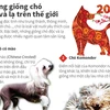 [Infographics] Những giống chó độc và lạ trên thế giới