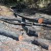 Những khúc gỗ còn sót lại sau vụ phá rừng. (Ảnh: Hưng Thịnh/TTXVN)