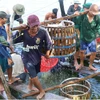 Thu hoạch cá tra ở huyện Thanh Bình, Đồng Tháp. (Ảnh: Nguyễn Văn Trí/TTXVN)