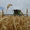 Thu hoạch lúa mì trên cánh đồng ở Stavropol, Nga. (Nguồn: AFP/TTXVN)