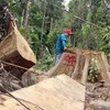 Hiện trường vụ phá rừng phòng hộ Sông Kôn. (Ảnh: Đỗ Trưởng/TTXVN)