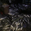 Cá nuôi chết nổi trắng bè trên sông La Ngà. (Ảnh: Sỹ Tuyên/TTXVN)