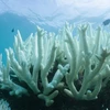 Rặng san hô khổng lồ bị tẩy trắng do nước biển ấm lên ở Vlassoff Cay (Australia) ngày 6/3. (Nguồn: EPA/TTXVN)