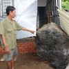Tảng đá nặng khoảng hơn 3 tấn lăn vào nhà ông Huỳnh Thanh Phong. (Ảnh: Lê Sen/TTXVN)