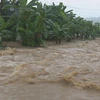 Mưa liên tục khiến nước dâng cao tại huyện Mộc Châu (Sơn La), làm ngập úng cục bộ và gây thiệt hại về tài sản, hoa màu của người dân. (Ảnh: TTXVN/phát)