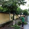 Các địa phương tại Thái Bình chủ động cắt tỉa cành cây để tránh bão quật đổ. (Ảnh: Thế Duyệt/TTXVN)