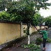 Các địa phương tại Thái Bình chủ động cắt tỉa cành cây để tránh bão quật đổ. (Ảnh: Thế Duyệt/TTXVN)