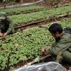 Vườn Sâm Ngọc Linh trồng dưới tán rừng của Công ty TNHH Một thành viên Lâm nghiệp Đăk Tô. (Ảnh: Quang Thái/TTXVN)
