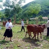 Các hộ nghèo, cận nghèo của xã Yên Lâm (Hàm Yên, Tuyên Quang) được hỗ trợ bò giống. (Ảnh minh họa: Quang Cường/TTXVN)