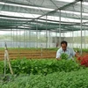 Sản xuất rau sạch trong nhà kính tại khu nông nghiệp công nghệ cao ở thị xã Ninh Hòa, Khánh Hòa. (Ảnh minh họa: Nguyên Lý/TTXVN)