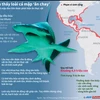 [Infographics] Tìm hiểu loài cá mập "ăn chay" đầu tiên trên thế giới