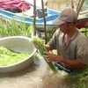 Anh Trần Văn Ngang (xã Tân Tập, huyện Mộc Hóa, Long An) nhặt hẹ nước vừa mới nhổ để chuẩn bị bán cho thương lái. (Ảnh: Bùi Giang/TTXVN)