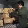 Lực lượng chức năng kiểm tra số gỗ Pơ mu thu giữ được (ngày 13/10). (Ảnh: Đặng Tuấn/TTXVN)