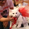 Tại thủ đô Ankara, Thổ Nhĩ Kỳ, đã diễn ra một cuộc thi mèo đẹp, thu hút hàng trăm con mèo cùng chủ nhân của chúng đến tham gia. (Ảnh: THX/TTXVN)