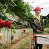 Lao động thời vụ thu hoạch dâu tây tại một trang trại ở Faversham, đông nam nước Anh ngày 29/6. (Ảnh: AFP/TTXVN)