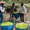 Sản phẩm táo trồng trong nhà lưới đang được các thương lái ưu tiên thu mua với giá cao. (Ảnh: Nguyễn Thành/TTXVN)