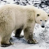 Gấu trắng Bắc Cực tại Mantioba, Canada. (Ảnh: AFP/TTXVN)