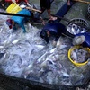 Thu hoạch cá tra tại hộ nông dân sản xuất liên kết với Tập đoàn Sao Mai An Giang ở thành phố Cần Thơ. (Ảnh: Vũ Sinh/TTXVN)