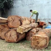 Lực lượng kiểm lâm kiểm tra số gỗ tang vật. (Ảnh: Cao Nguyên/TTXVN)
