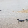 Rùa con trở về biển thuộc khu vực Vườn quốc gia Núi Chúa. (Ảnh: Nguyễn Thành/TTXVN)