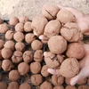 “Bom hạt giống” có thành phần gồm đất trộn phân bò ủ, hạt giống cây tra ở giữa rồi vo viên. (Ảnh: Nguyễn Thành/TTXVN)