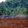 Gần 15ha rừng tại Đắk Nông thuộc lâm phần do Công ty TNHH MTV Lâm nghiệp Quảng Sơn quản lý đã bị phá trắng, đốt trụi. (Ảnh: Hưng Thịnh/TTXVN)