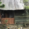 Ngôi nhà gỗ Bác Hồ ở mỗi lần về thăm thị trấn Tam Đảo hiện đã mục nát, xuống cấp nghiêm trọng. (Ảnh: Nguyễn Thảo/TTXVN)